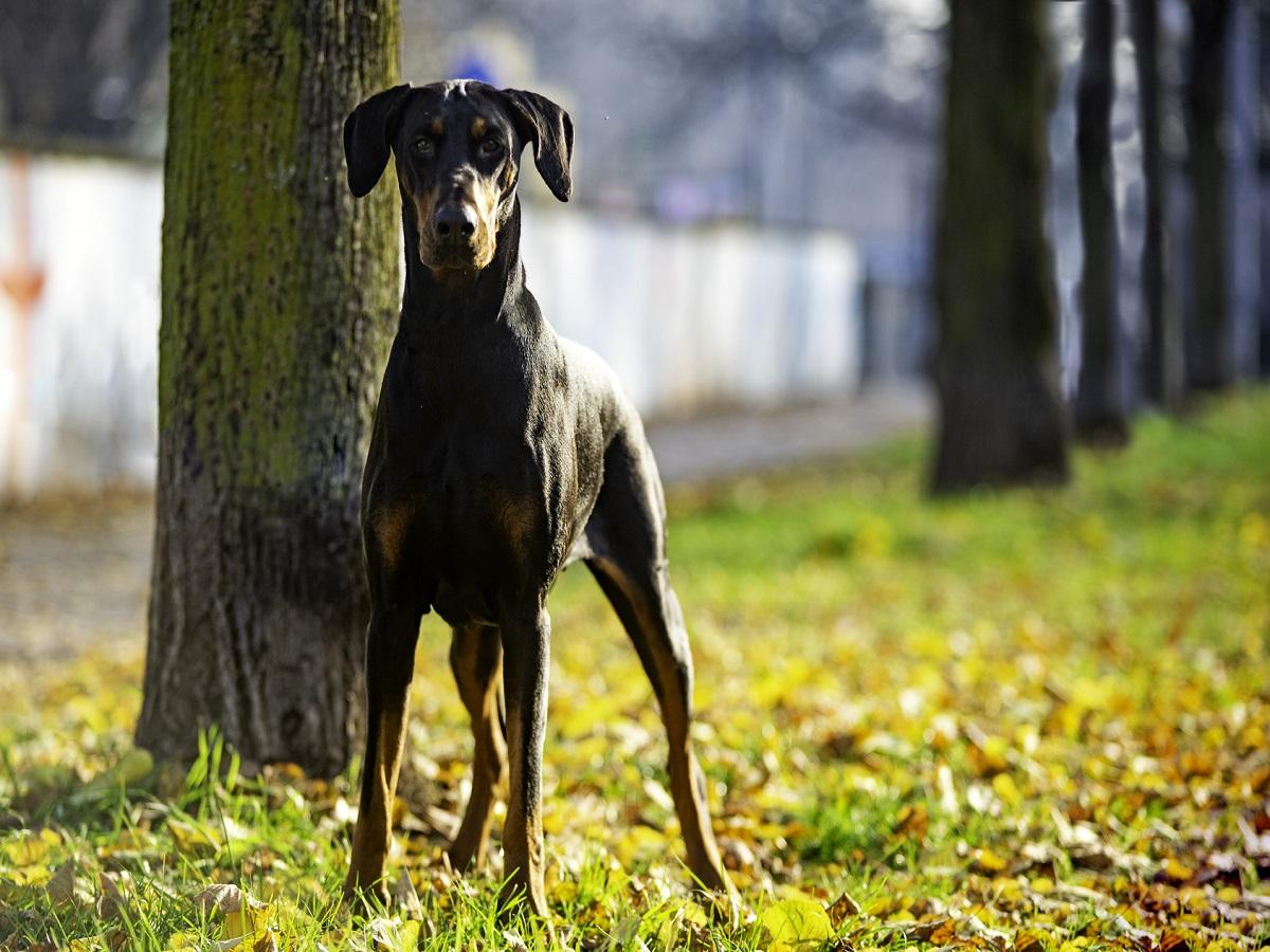 Ein Dobermann steht neben einem Baum.
