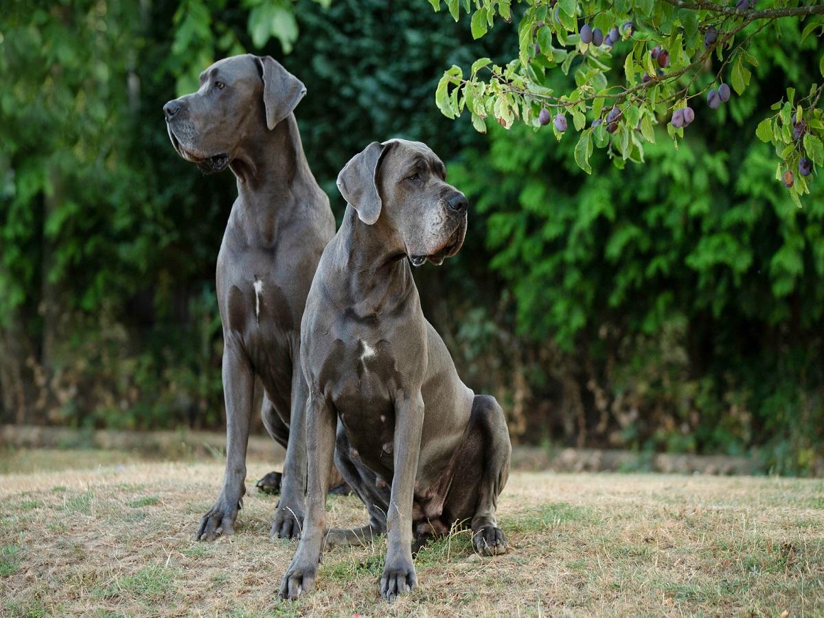 2 Hunde der Hunderasse Dogge sitzen in einem Garten.