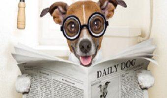Durchfall beim Hund. Hund mit Zeitung auf Klo