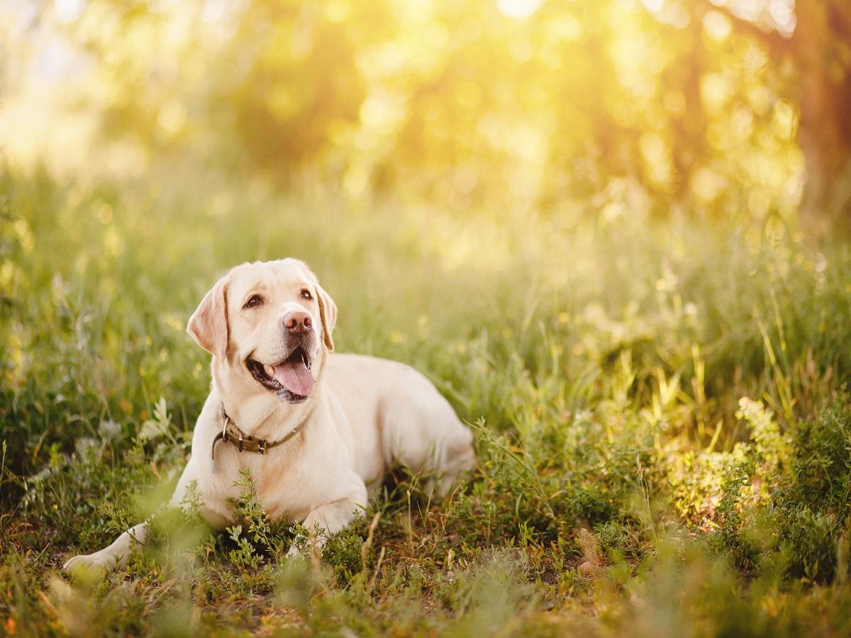 Ellbogendysplasie beim Hund. Labrador liegt auf einer Wiese im Sommer.
