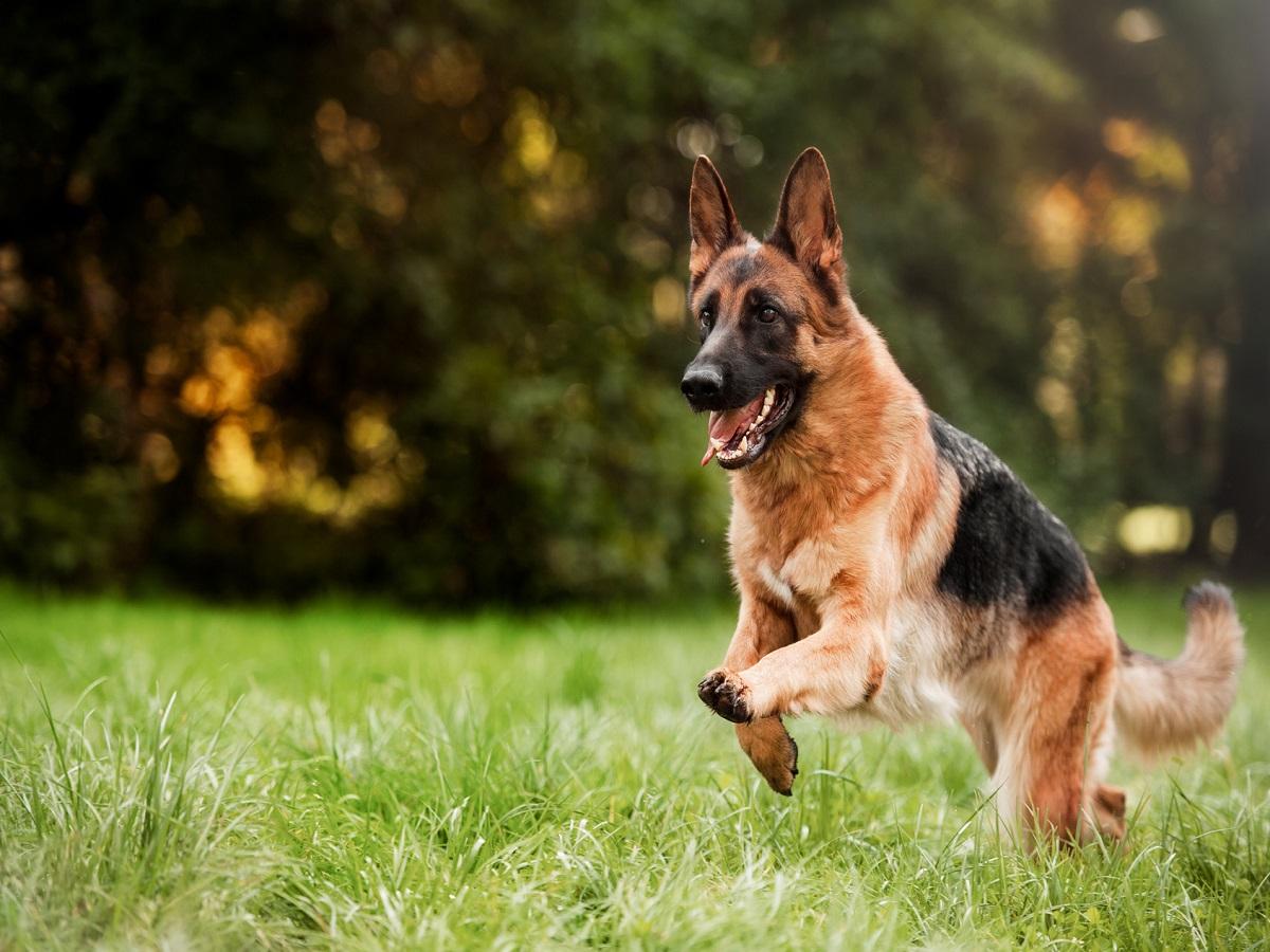 Ellbogendysplasie beim Hund. Laufender Deutscher Schäferhund auf einer Wiese.