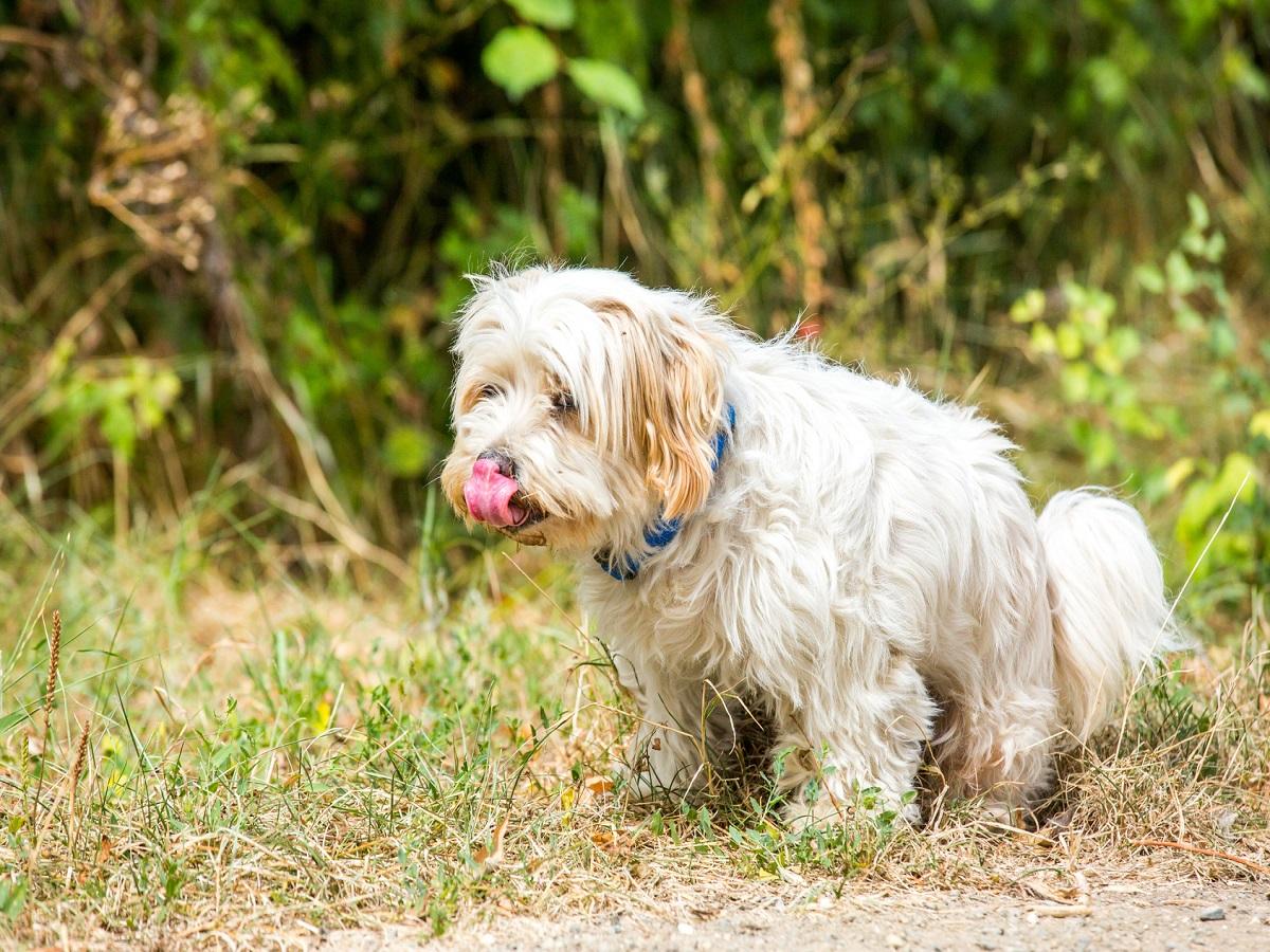 Entzündete Analdrüsen beim Hund. Maltesisches Bichon, der seine Bedürfnisse nahe Baum tut, während der die Zunge heraus streckt