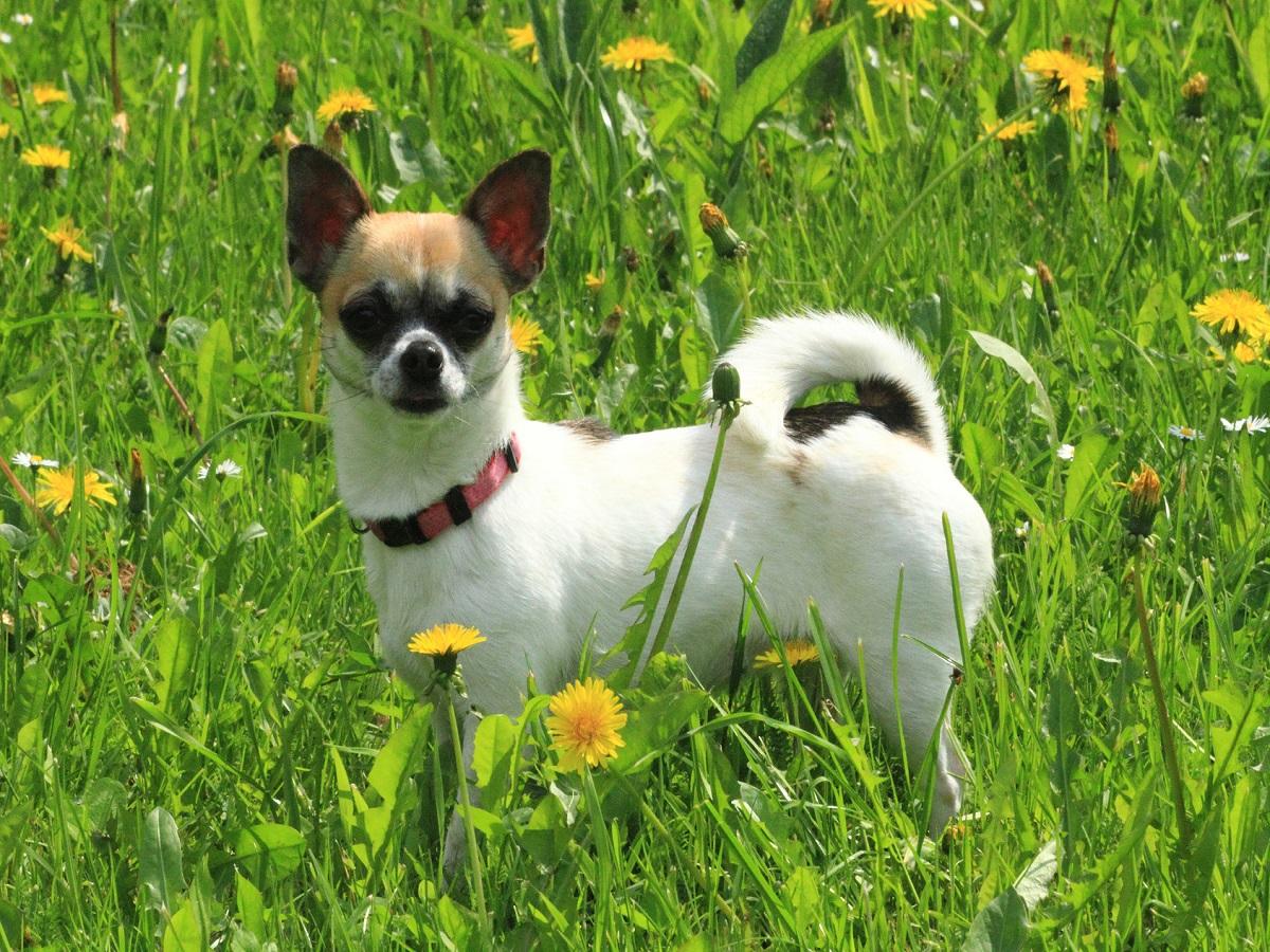 Entzündete Analdrüsen beim Hund. Chihuahua im grünen Gras