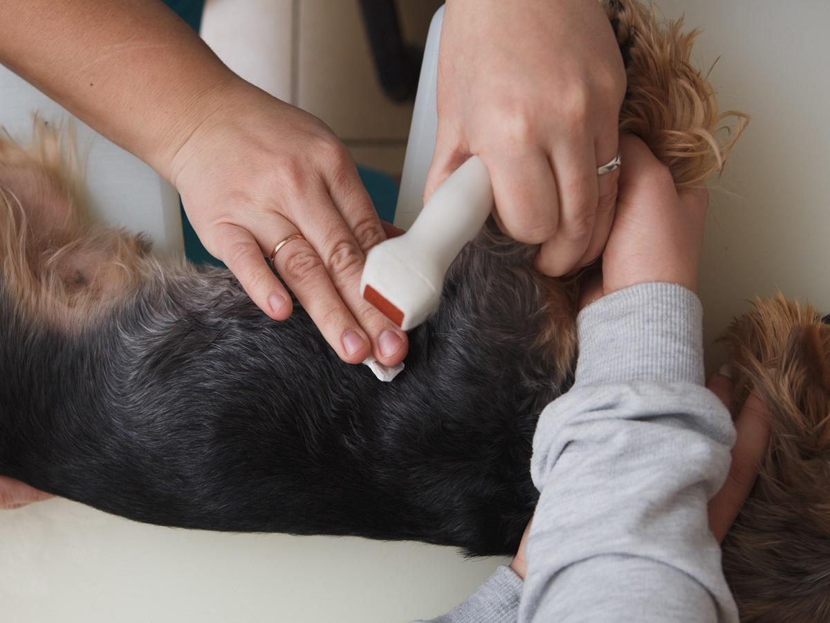 Epilepsie beim Hund heilbar Ja oder Nein wenn ja in welchen Fällen