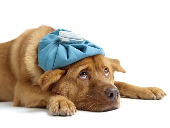 Erkältung beim Hund Symptome und Behandlung. Ansteckend?