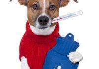 Erkältung beim Hund. Hund mit Wärmflasche und Fieberthermometer