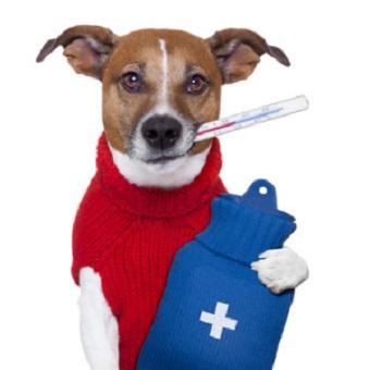 Erkältung beim Hund. Hund mit Wärmflasche und Fieberthermometer