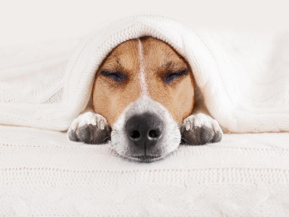 Erkältung beim Hund. Jack Russell Hund schlafend unter der Decke im BettErkältung beim Hund. Jack Russell Hund schlafend unter der Decke im Bett