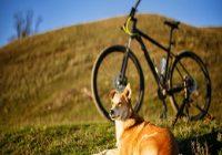 Fahrrad fahren mit Hund. Hund auf Wiese mit Fahrrad im Hintergrund
