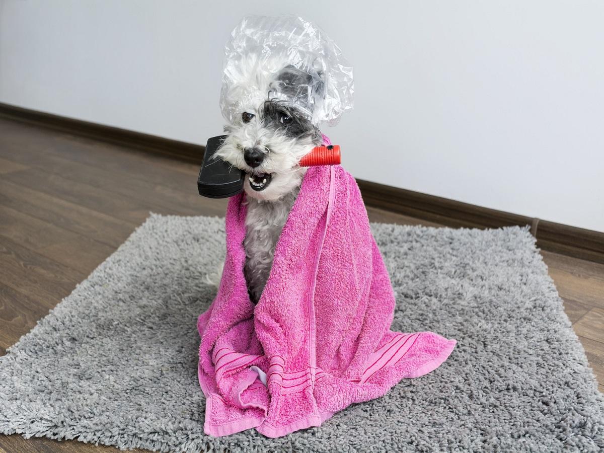 Fellwechsel beim Hund. Süßer Hund mit Hundebürste im Mund, Duschhaube auf dem Kopf und Handtuch um den Körper gewickelt