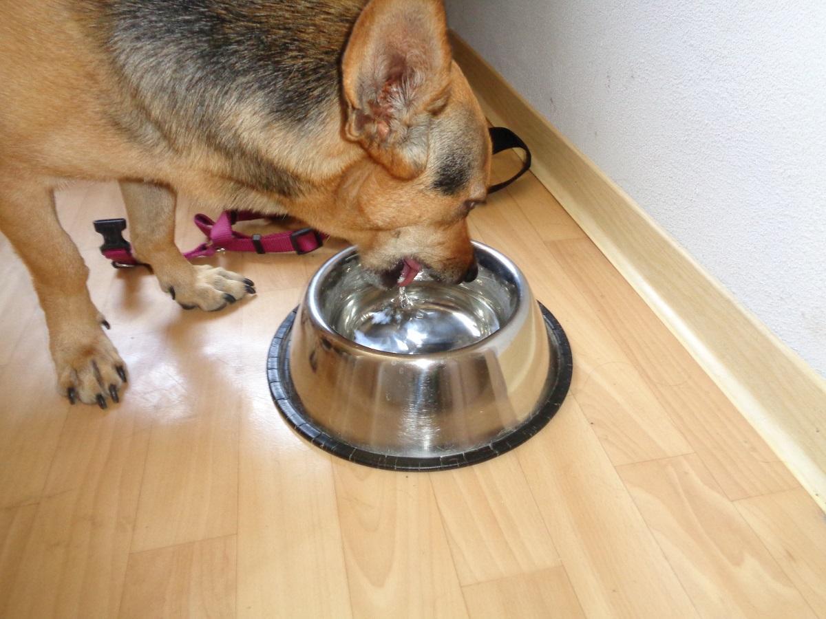 Fieber beim Hund. Hündin trinkt Wasser aus ihrem Napf.