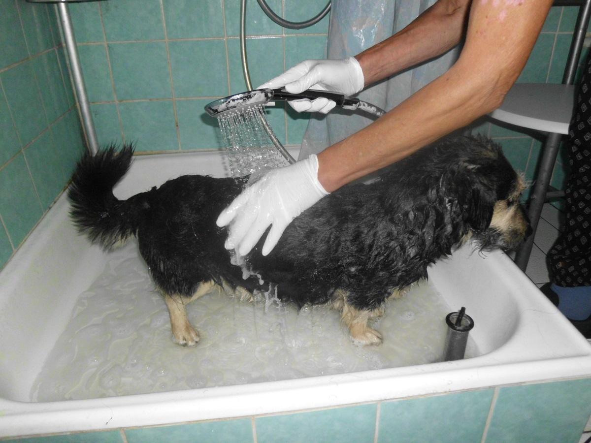 Flöhe beim Hund. Frau duscht ihren Hund mit Antiflohshampoo