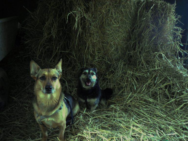 Futtermilben beim Hund Die Milbe im Futter und Der Pfoten Freund