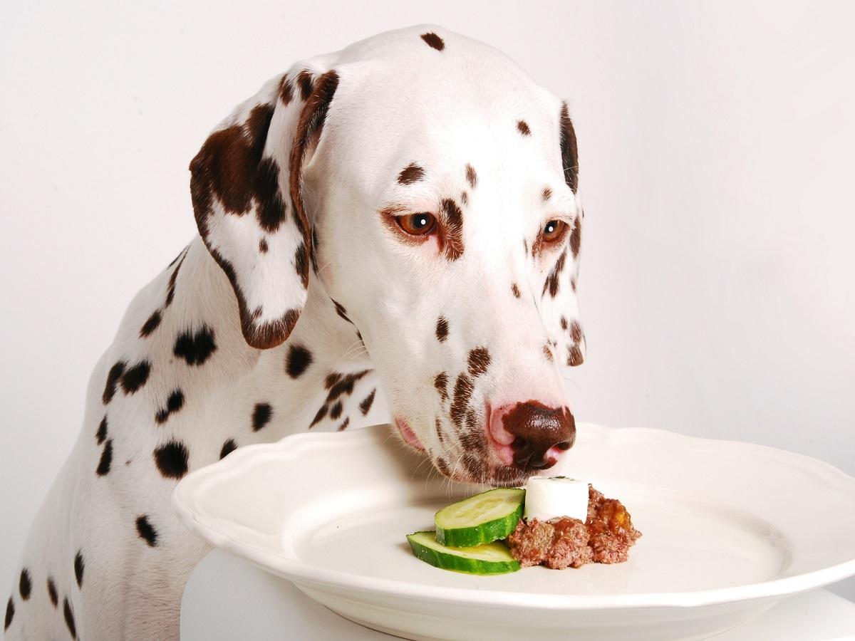 Futtermittel Allergie beim Hund Der Pfoten Freund