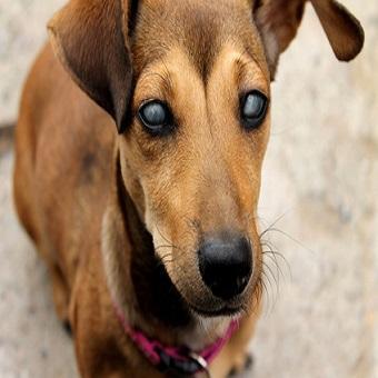 Grauer Star beim Hund. Hund mit schwarzen Augen