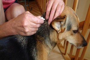 Haarlinge beim Hund mit Beschriftung. Hündin bekommt Spot On Tropfen in den Nacken.