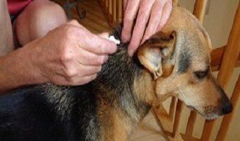 Haarlinge beim Hund mit Beschriftung. Hündin bekommt Spot On Tropfen in den Nacken.