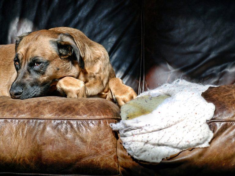 Haftpflichtversicherung für den Hund Der Pfoten Freund