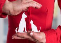 Haftpflichtversicherung für Hund. Versicherer, der Haustiere mit seinen Händen schützt