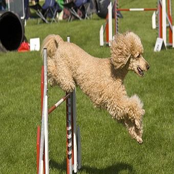 Hindernislauf mit Hund. Hund springt über Stab Hindernis