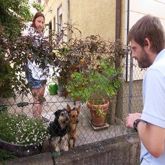 Hinter dem Zaun. Zwei Hunde hinter einem Zaun