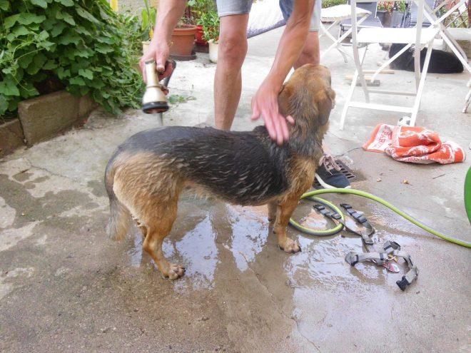 Hirschlausfliege beim Hund Plagegeister im Sommer Der Pfoten Freund