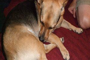 Hirschlausfliege beim Hund mit Beschriftung. Hündin liegt auf dem Sofa