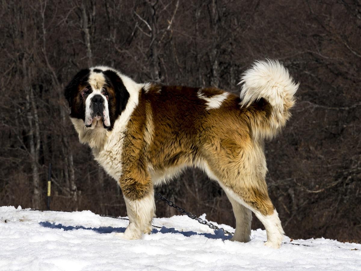 Hüftdysplasie des Hundes . Alter Bernhardiner steht im Schnee.