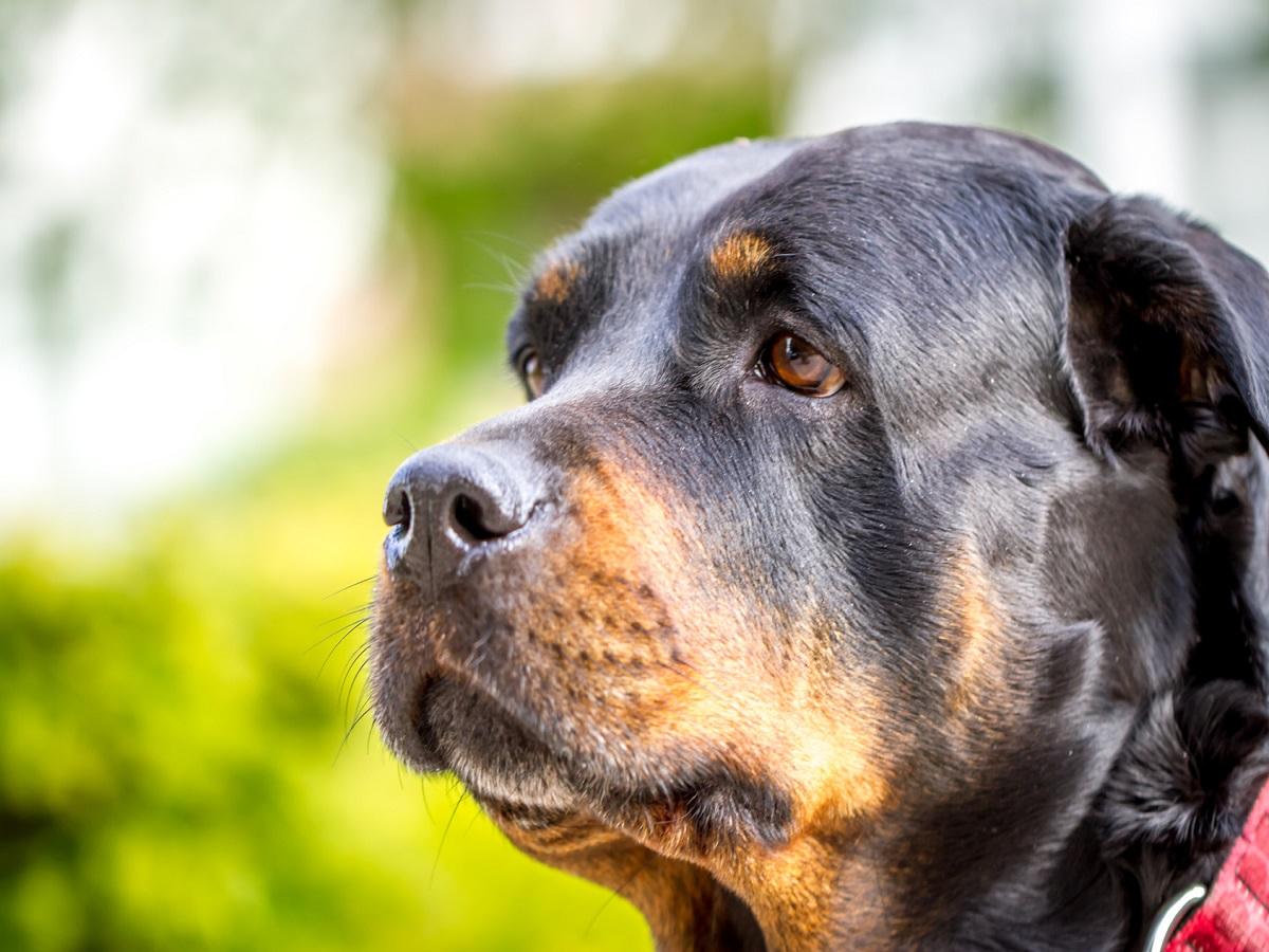 Hüftdysplasie des Hundes. Kopf eines Hundes in der Nahaufnahme.