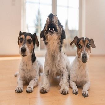 Hund allein Daheim. Drei Hunde warten auf Herrchen und einer weint