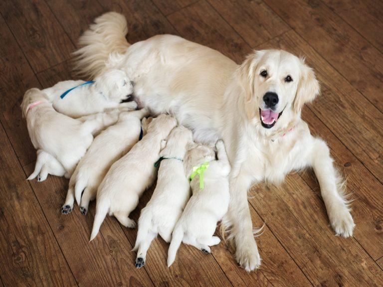 Hund anschaffen Wie geht man da vor? Der Pfoten Freund