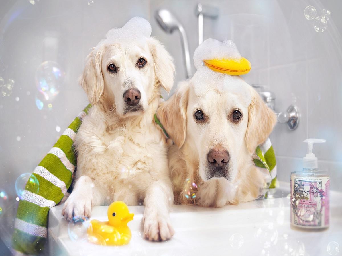 Hund baden. Zwei Hunde in der Badewanne mit Ente und Schaum auf dem Kopf.