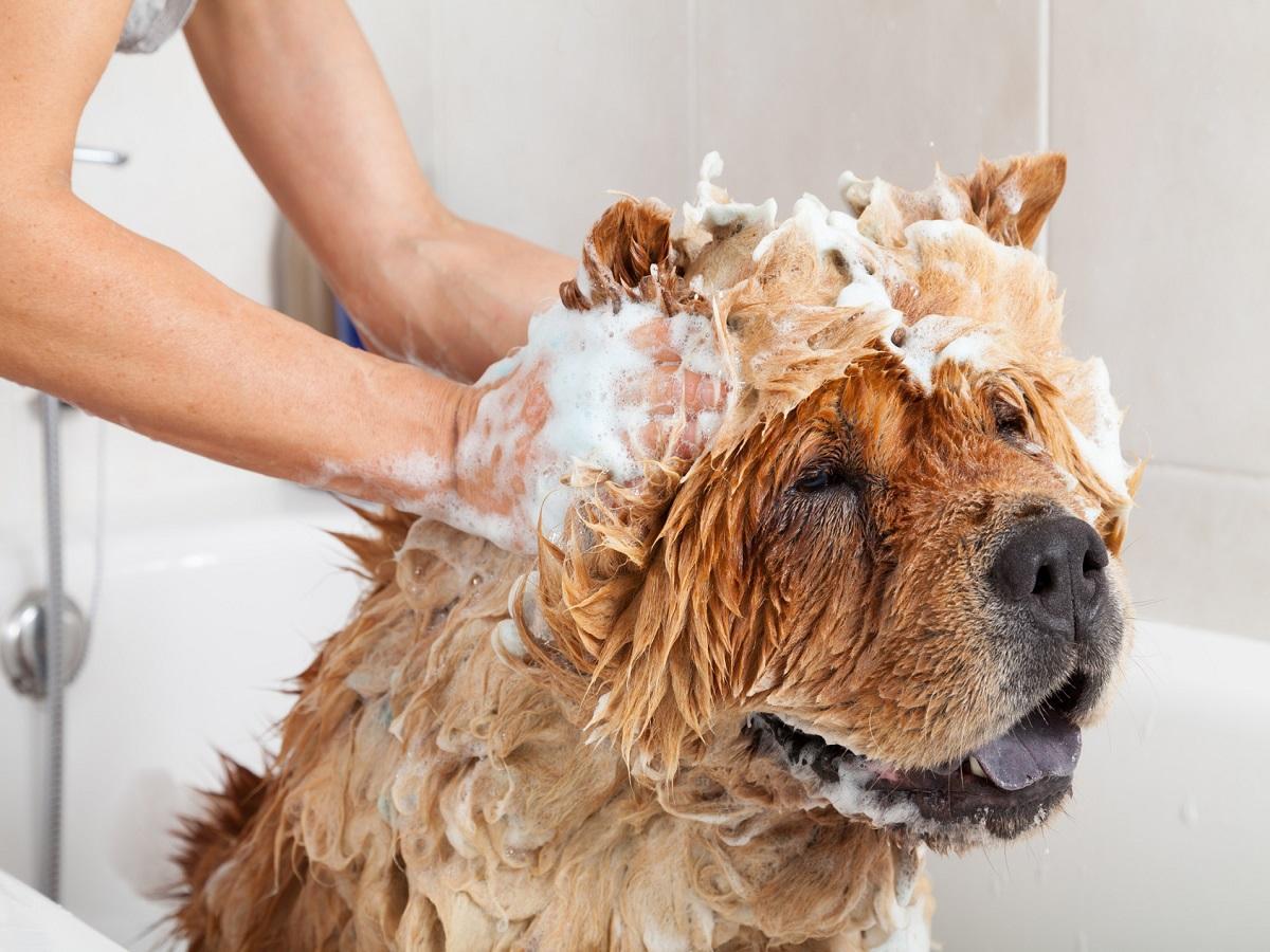 Hund baden. Ein Hund in der Badewanne wird mit Shampoo eingeschäumt.