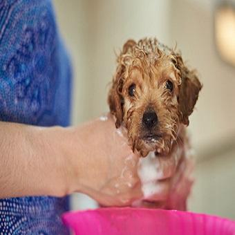 Hund baden. Welpe mit Schaum beim baden.