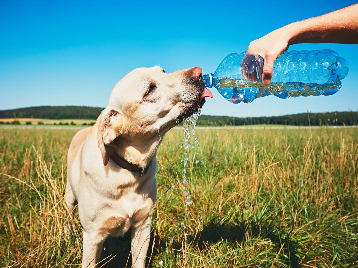 Hund bei Hitze. Durstiger Hund am heißen Tag