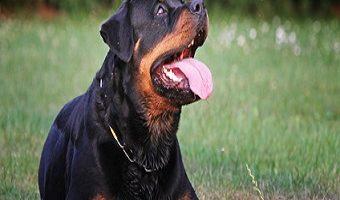 Hund bei Hitze. Hechelnder Hund liegend auf Wiese