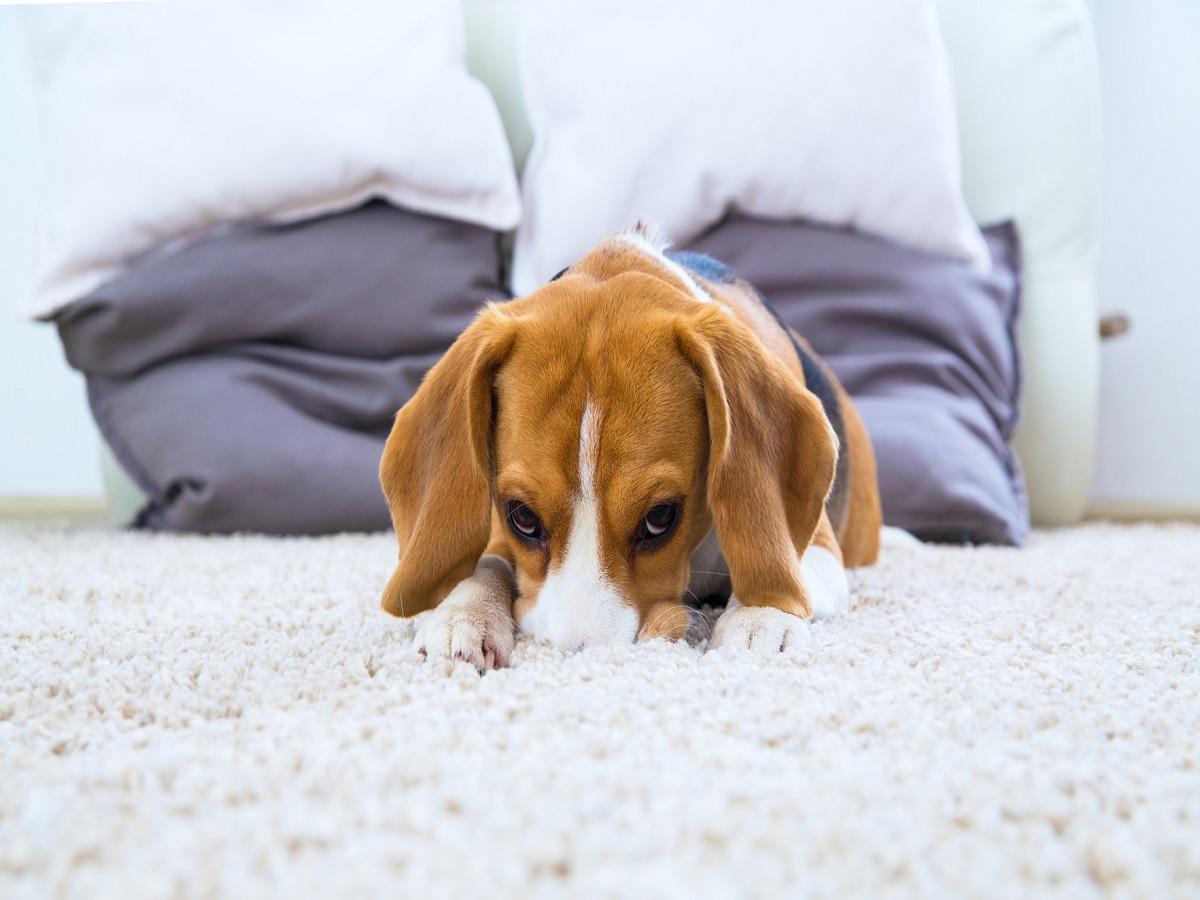 Hund beschäftigen. Hund entspannt auf dem Teppich.