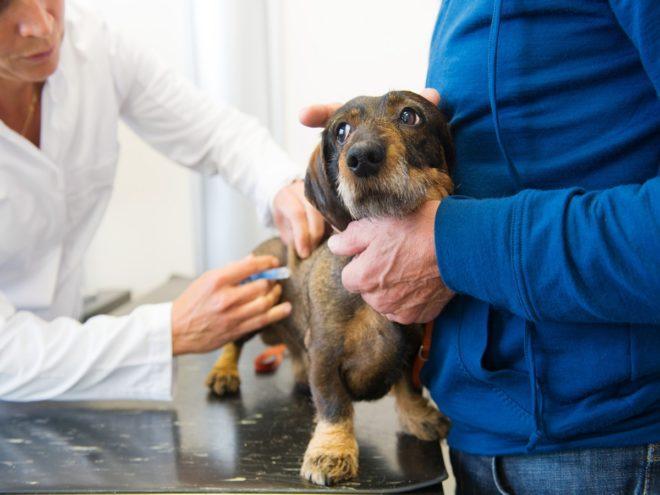 Hund einschläfern - Ab wann muss es sein? - Der Pfoten Freund