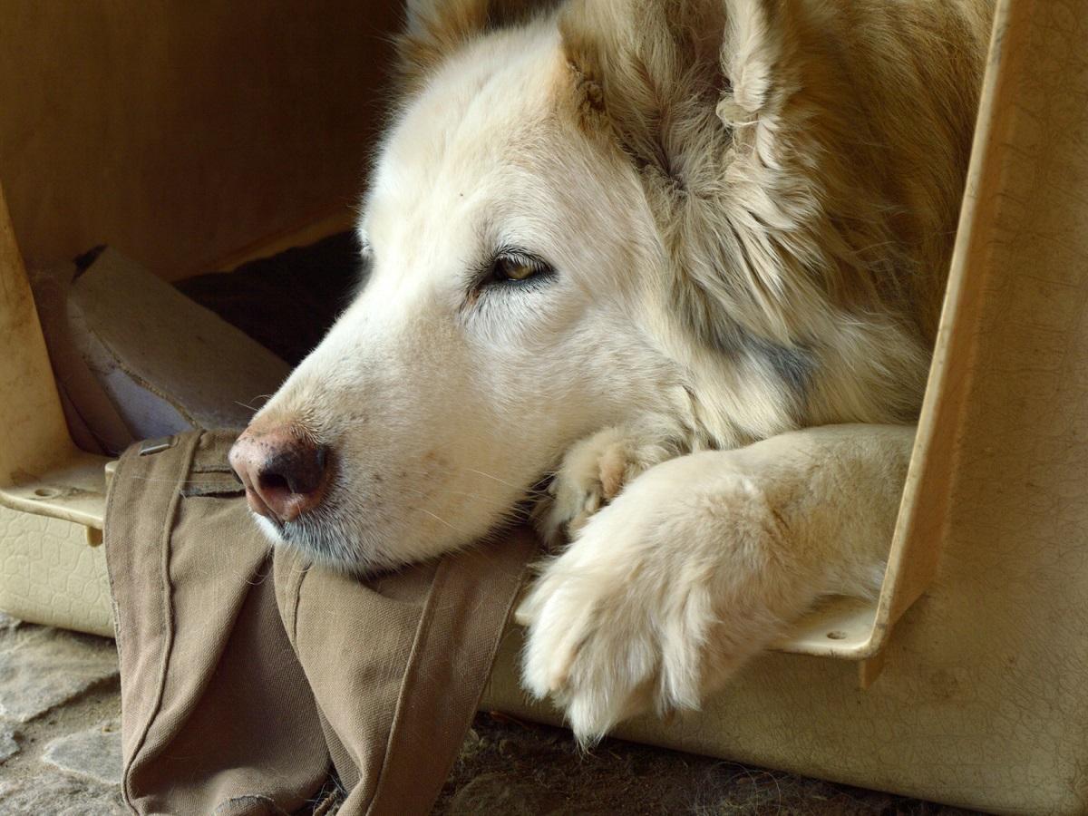 Hund einschläfern. Hundesenior in einer Box auf seiner Lieblingsdecke