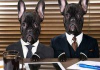 Hund im Büro. Geschäftshunde in den Klagen bei der Arbeit hinter dem Bürotisch. Das Konzept von Manager und Untergebenen, verschiedene Charaktere, Büroangestellte