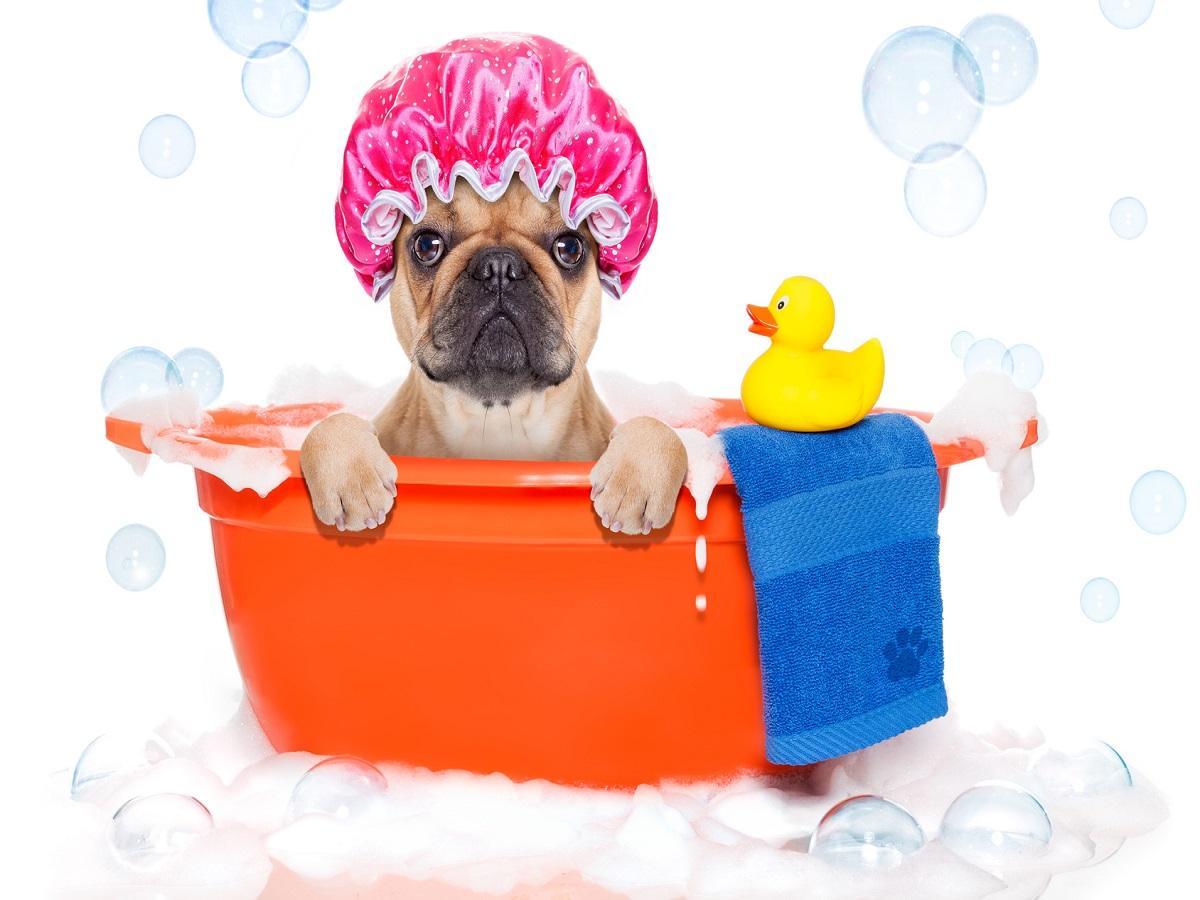Hunde Wellness. Französischen Bulldogge in einer Wanne mit Badehaube, Ente und Wachlappen