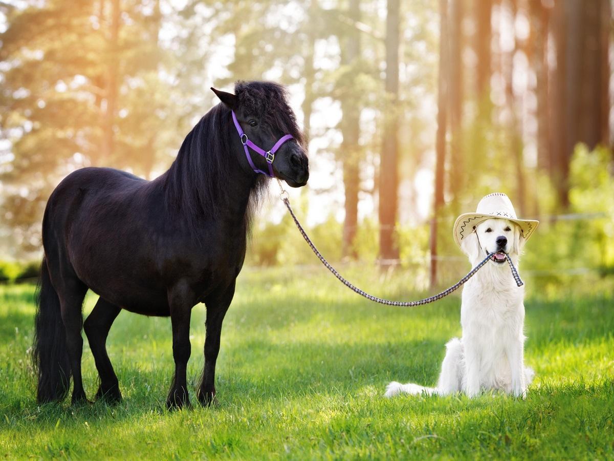 Hund als Reitbegleiter. Golden Retriever in einem Cowboyhut, der ein Pony an einer leine hält