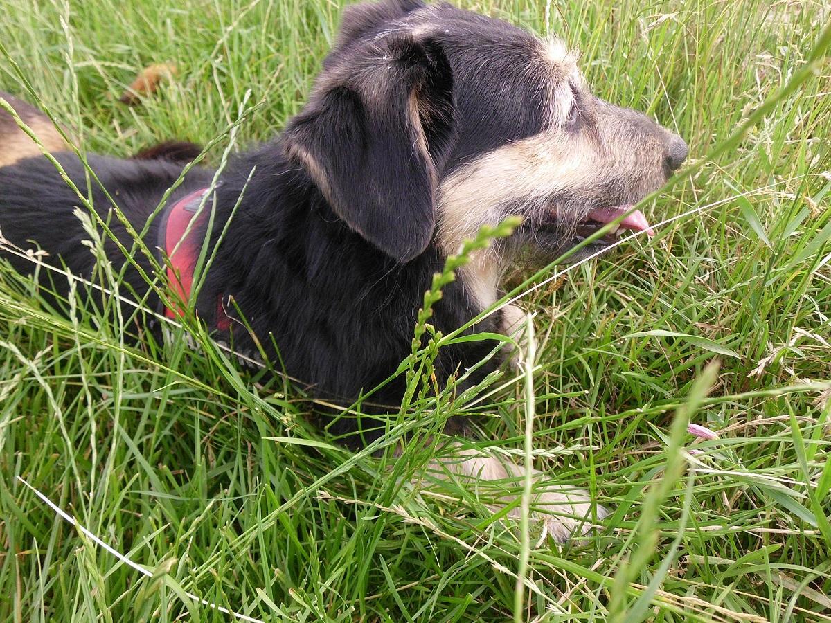 Hunde fressen Gras warum. Ein Hund liegt im Sommer in der Wiese.