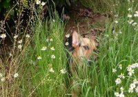 Hunde fressen Gras warum. Hündin in der Blumenwiese beim Gras fressen.