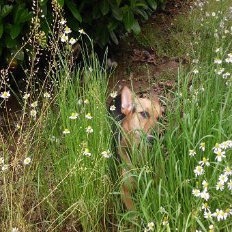 Hunde fressen Gras warum. Hündin in der Blumenwiese beim Gras fressen.