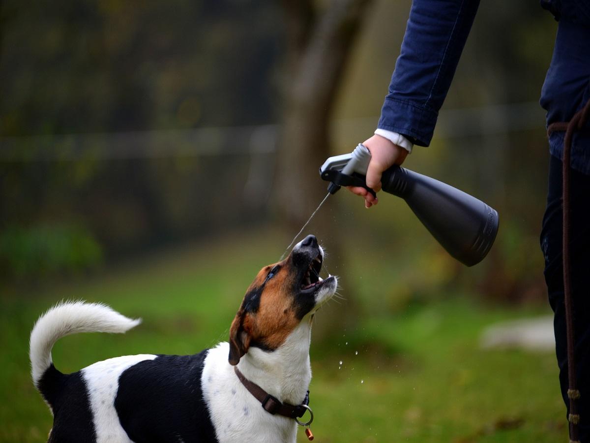 Hundeangriff abwehren. Wie man sich vor einem Hundeangriff schützen kann. Ein Hund wird mit Wasser abgewehrt.