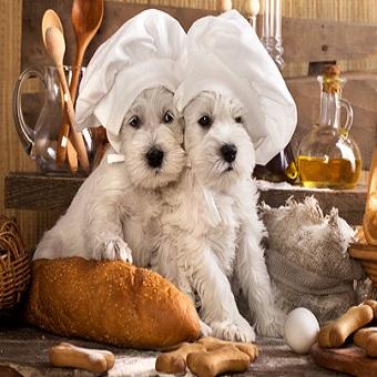 Hundefutter selber kochen. Zwei weiße Hunde mit Kochmütze