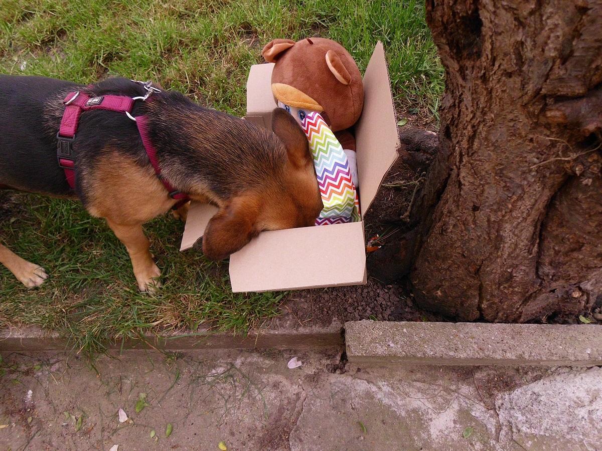 Hundegeburtstag - Die Feier für den Hund - Der Pfoten Freund