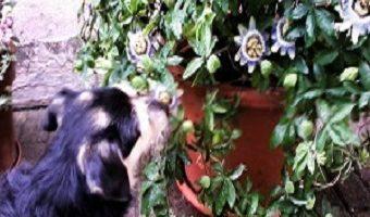 Hundehautwurm beim Hund mit Beschriftung. Hund schnuppert an Blumen