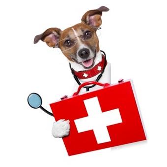 Krankheiten beim Hund Auflistung. Dr. Hund mit Brille und Stethoskop